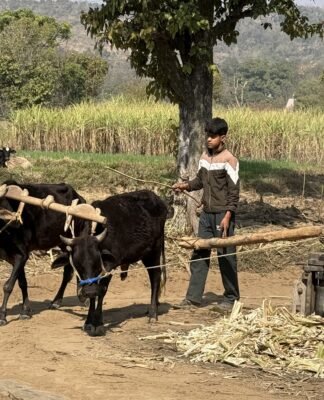 Udhampur’s Sweet Heritage: How a 250-Year-Old Oxen-Powered Jaggery Tradition Defies Industrial Automation