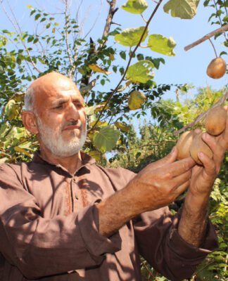 Kiwi Cultivation Brings New Income Opportunities to Udhampur Farmers