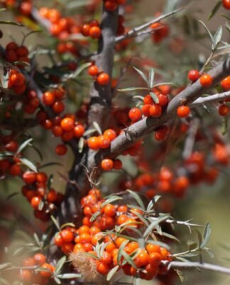 Ladakh Raises Sea-Buckthorn Procurement Price to ₹300/kg, Targets 100% Crop Utilization
